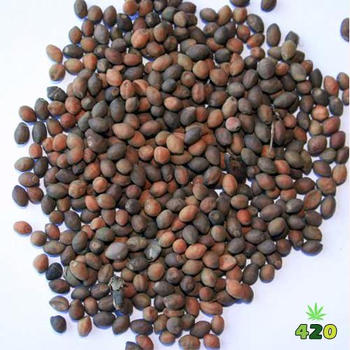 Dark seeds