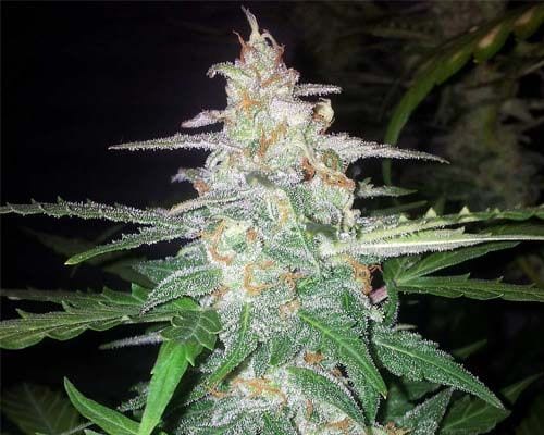 READY FOR HARVEST trichrome method.jpg