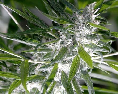 When trichomes start looking faint.jpg