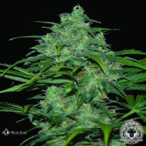 Best Mold Resistant Strain That You Can Buy Right Now – Tough Cannabis Seeds 2019
