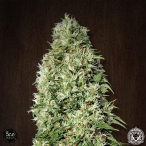 Best Mold Resistant Strain That You Can Buy Right Now – Tough Cannabis Seeds 2019