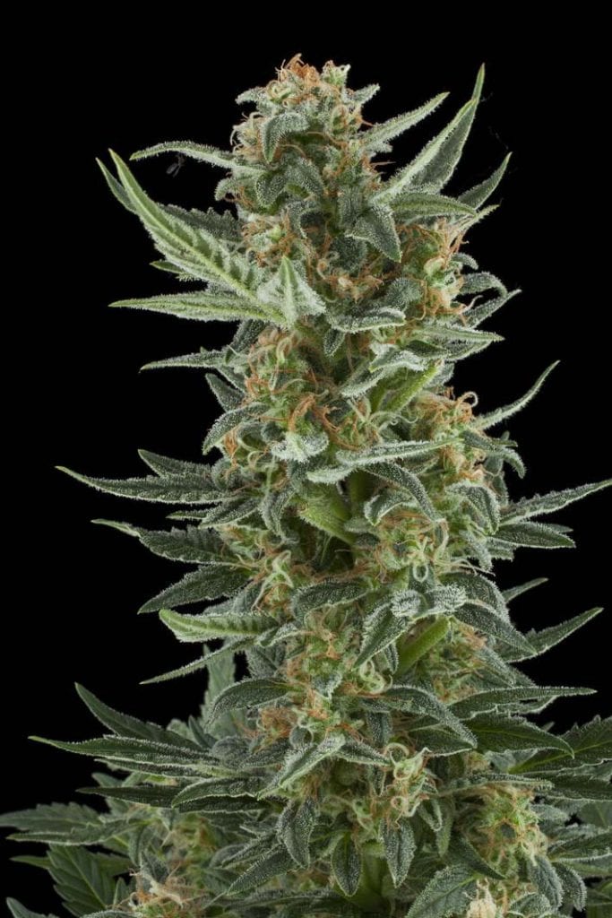 TOP 3 Greatest Ruderalis Cannabis Strains EVER – Best Autoflower Seeds!