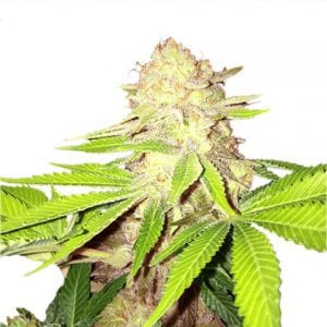 MUST- HAVE List of TOP Fastest Flowering Strains of 2019 – SPEEDY CANNABIS AT HOME