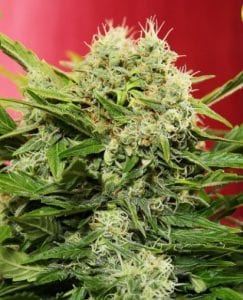 MUST- HAVE List of TOP Fastest Flowering Strains of 2019 – SPEEDY CANNABIS AT HOME