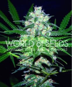 MUST- HAVE List of TOP Fastest Flowering Strains of 2019 – SPEEDY CANNABIS AT HOME