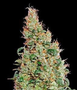 MUST- HAVE List of TOP Fastest Flowering Strains of 2019 – SPEEDY CANNABIS AT HOME