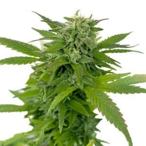 MUST- HAVE List of TOP Fastest Flowering Strains of 2019 – SPEEDY CANNABIS AT HOME