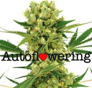TOP 3 Greatest Ruderalis Cannabis Strains EVER – Best Autoflower Seeds!