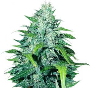 MUST- HAVE List of TOP Fastest Flowering Strains of 2019 – SPEEDY CANNABIS AT HOME