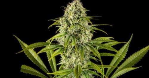 TOP 3 Greatest Ruderalis Cannabis Strains EVER – Best Autoflower Seeds!