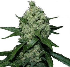 MUST- HAVE List of TOP Fastest Flowering Strains of 2019 – SPEEDY CANNABIS AT HOME