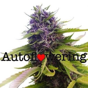 Attitude Seed Bank Review – Largest Collection of Cannabis Seeds