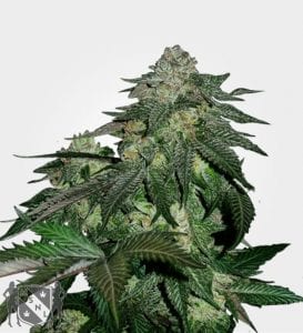 MUST- HAVE List of TOP Fastest Flowering Strains of 2019 – SPEEDY CANNABIS AT HOME