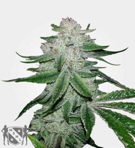 MUST- HAVE List of TOP Fastest Flowering Strains of 2019 – SPEEDY CANNABIS AT HOME