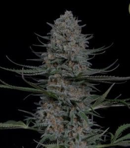 MUST- HAVE List of TOP Fastest Flowering Strains of 2019 – SPEEDY CANNABIS AT HOME