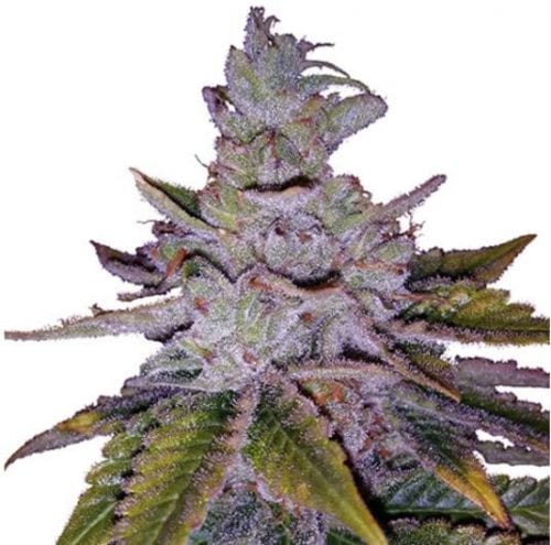 Purple Kush cannabis strain