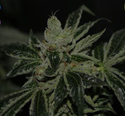 DARK STAR MARIJUANA STRAIN REVIEW