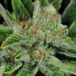Ghost Train Haze #1