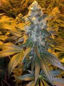 Sensible Seed Bank Review – Most Trusted Cannabis Mega-Store