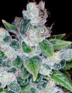 Kandy Kush