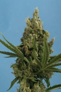 Kushage strain