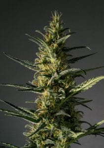 Candida (CD - 1) 