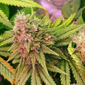 Sensible Seed Bank Review – Most Trusted Cannabis Mega-Store