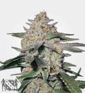 northern-lights-feminized