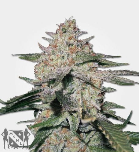 Northern Lights