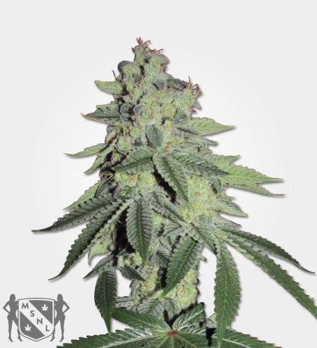 Marijuana Seeds NL (MSNL) SEEDS BANK REVIEW – Authentic and Reliable Online Seed Bank