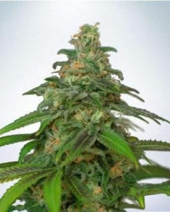 Auto Mandarin Haze