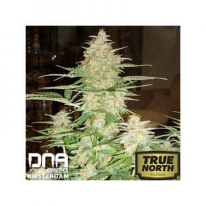 True North Seed Bank Review – Vastly Popular Online Marijuana Seedbank