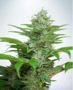 Auto CBD Star