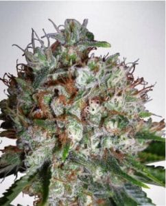Big Bud XXL