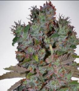 True North Seed Bank Review – Vastly Popular Online Marijuana Seedbank