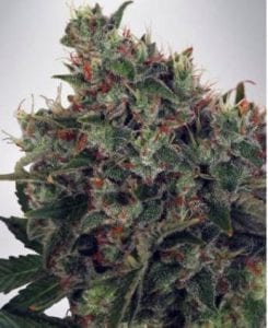 Ultra White Amnesia