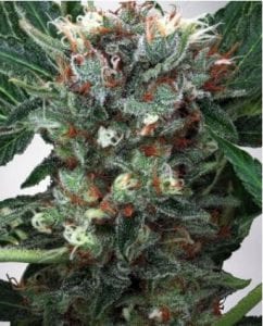Zensation strain
