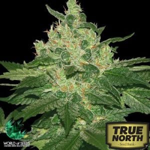True North Seed Bank Review – Vastly Popular Online Marijuana Seedbank
