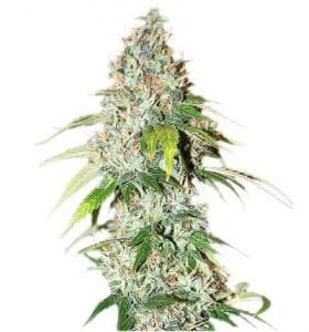 OG Kush Marijuana Strain Review