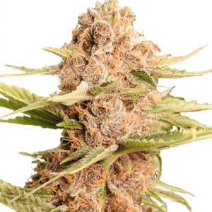 Girl Scout Cookie Extreme Weed Strain Review