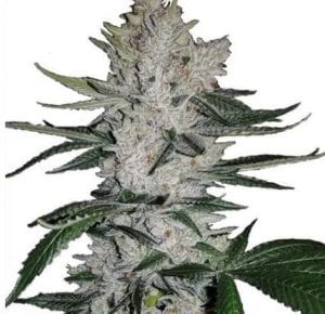 GORILLA GLUE CANNABIS STRAIN REVIEW