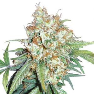 Cherry Pie Marijuana Strain Review