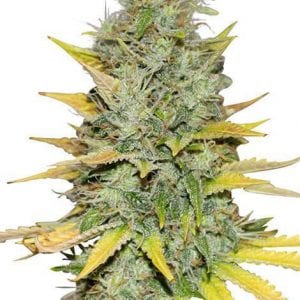Growing Bergman’s Gold Leaf Strain Review