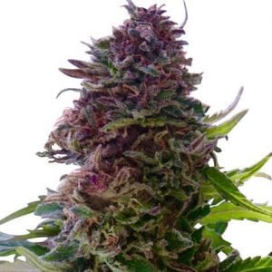 granddaddy-purple-seeds_600x600_crop_center