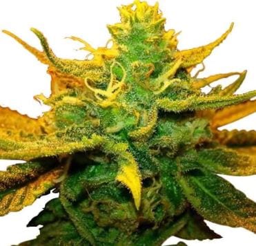 mango kush strain ILGM