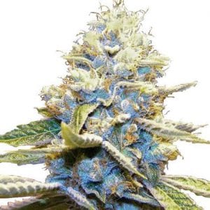 Skywalker OG Weed Strain Review