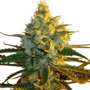 super-lemon-haze-seeds-fem