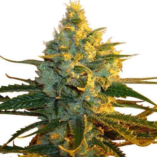 super-lemon-haze-seeds-fem