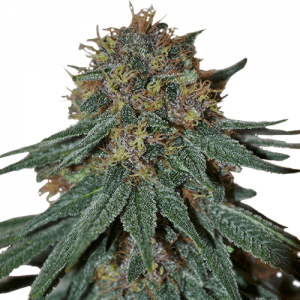  Purple Thai and Haze strains