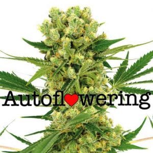 Amnesia Haze Cannabis Strain Review